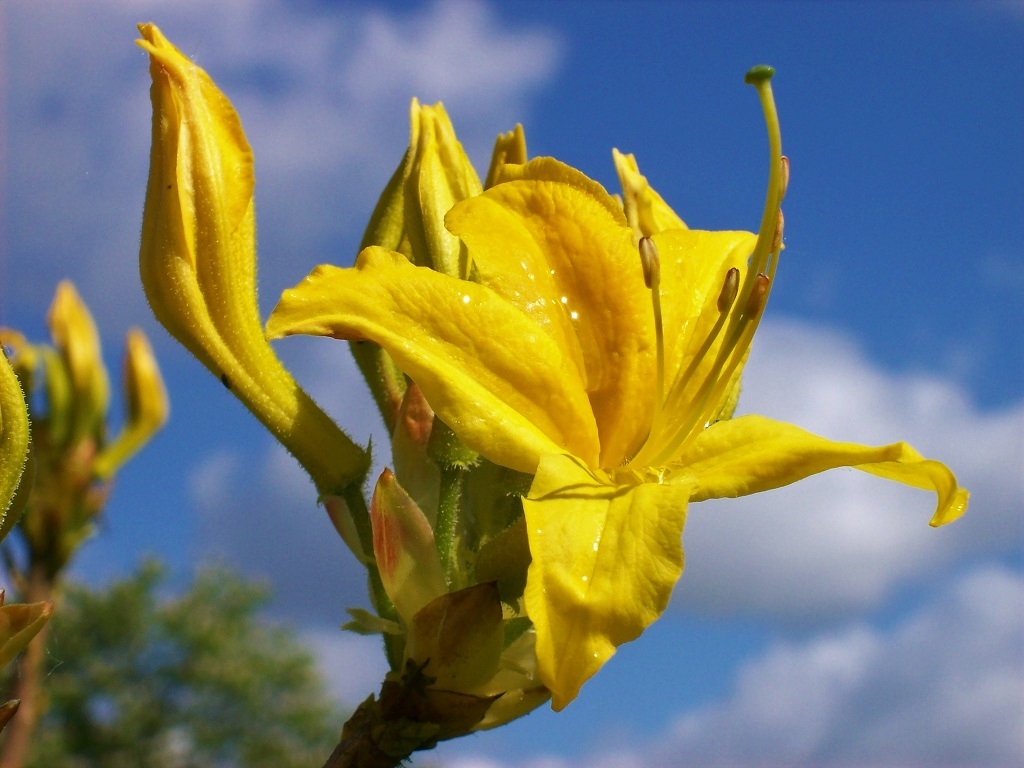 yellow flower